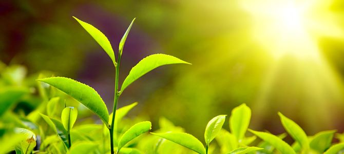 El paraíso del té dentro de una mujer