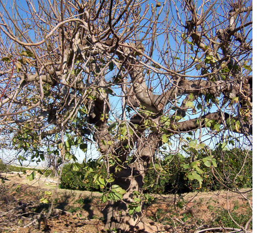 Les figues d’Alcàsser