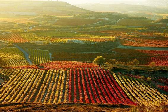 Vino ecológico